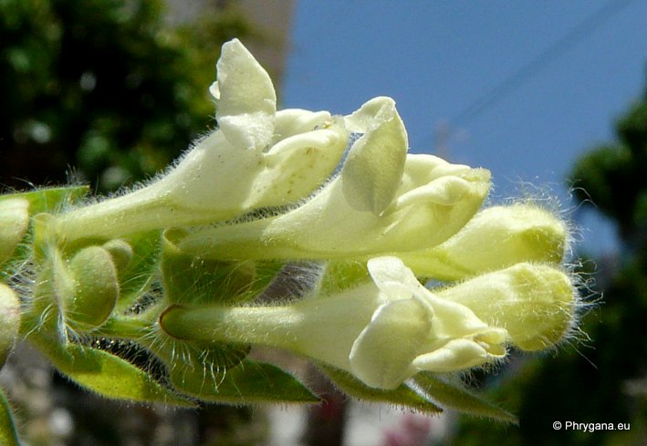 Scutellaria sieberi BENTH