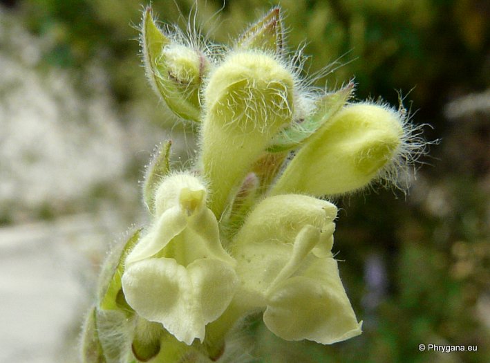 Scutellaria sieberi BENTH