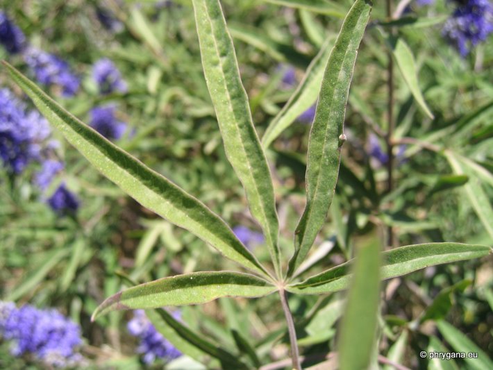 Vitex agnus-castus L.