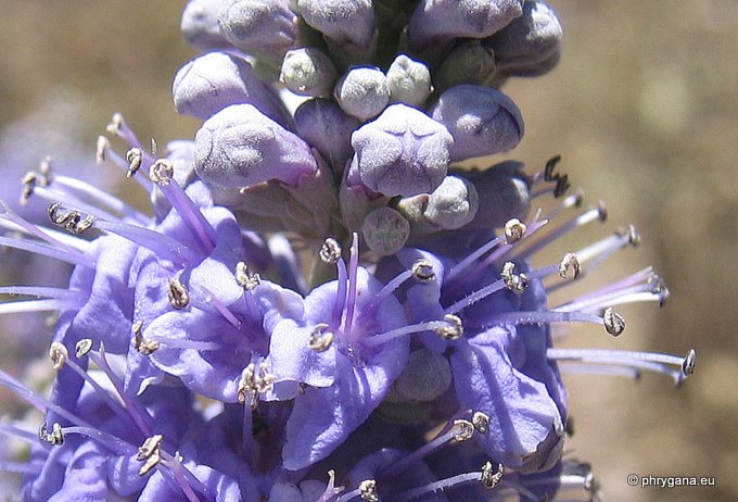 Vitex agnus-castus L.