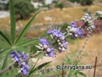 Vitex agnus-castus L.