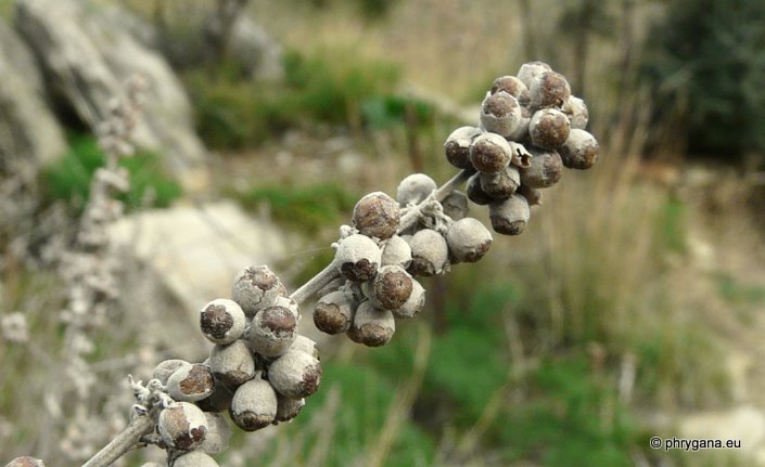 Vitex agnus-castus L.