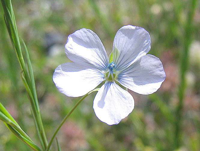 Linum bienne  MILLER