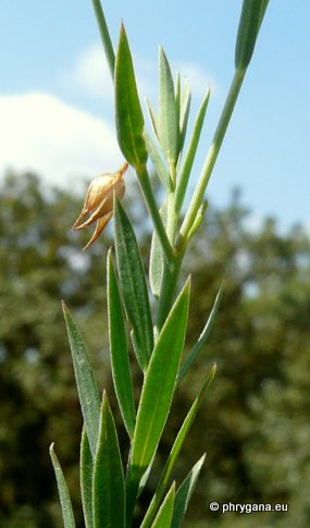 Linum bienne  MILLER