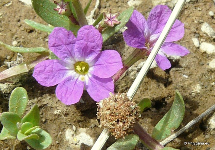 Lythrum junceum BANKS & SOLAND.