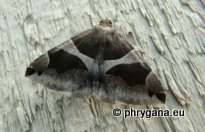 Dysgonia algira (Linnaeus 1767)