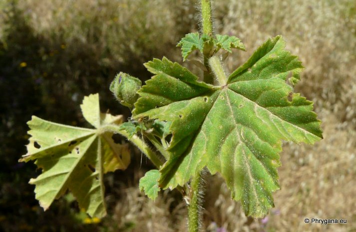 Malva sylvestris L.