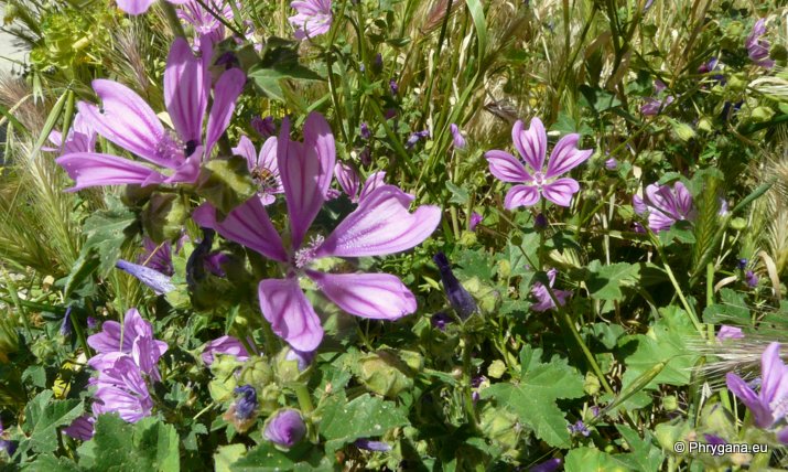 Malva sylvestris L.