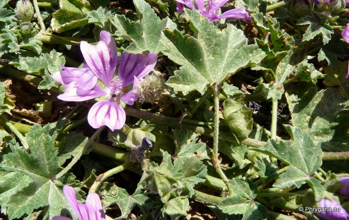 Malva sylvestris L.