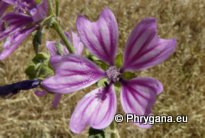 Malva sylvestris L.