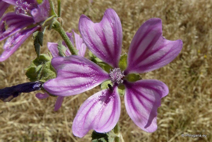 Malva sylvestris L.