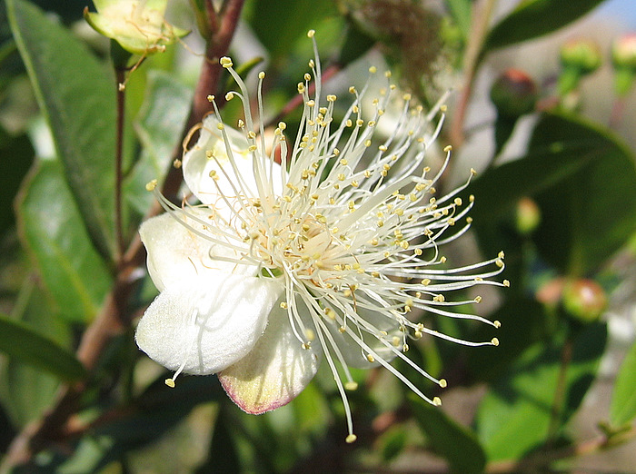 Myrtus communis L. subsp. communis