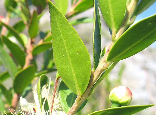 Myrtus communis L. subsp. communis