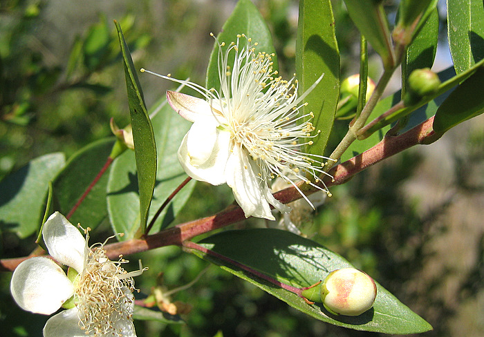 Myrtus communis L. subsp. communis