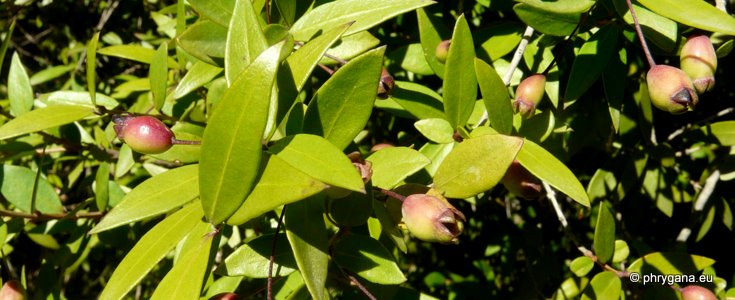 Myrtus communis L. subsp. communis