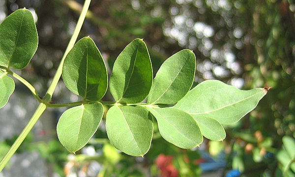 Jasminum grandiflorum L.