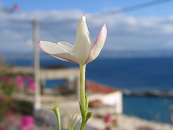 Jasminum grandiflorum L.