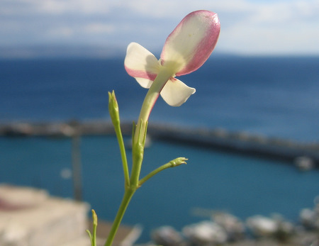 Jasminum grandiflorum L.