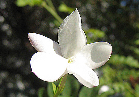 Jasminum grandiflorum L.