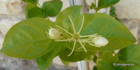 Jasminum sambac (L.) SOL.