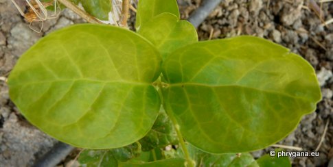 Jasminum sambac (L.) SOL.