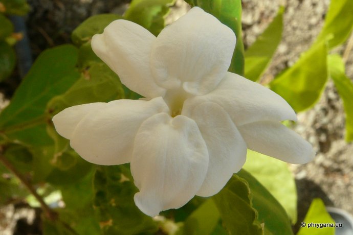 Jasminum sambac (L.) SOL.