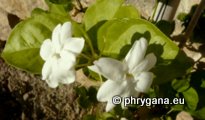 Jasminum sambac (L.) SOL.