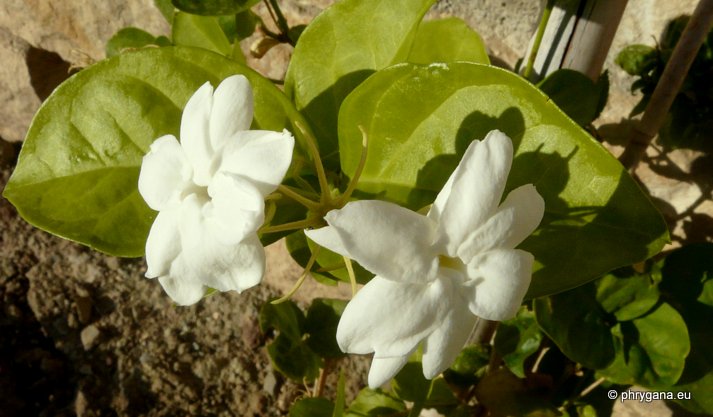 Jasminum sambac (L.) SOL.