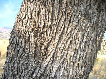 Olea europaea L. subsp. europaea