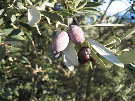 Olea europaea L. subsp. europaea