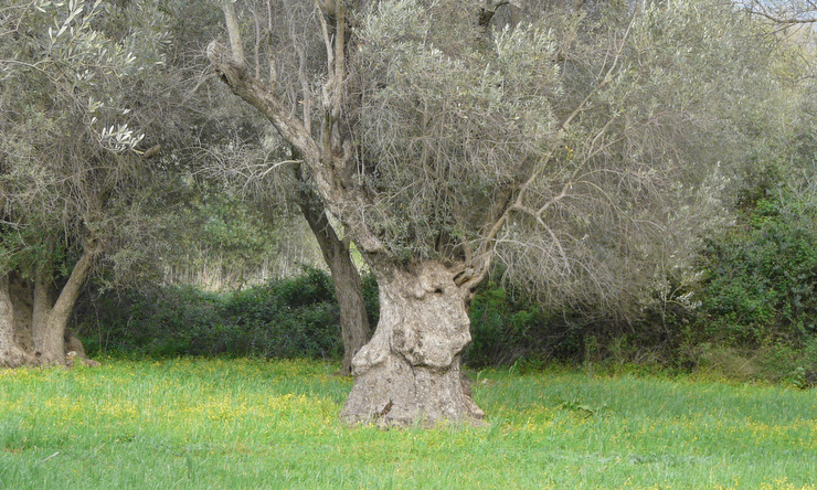 Olea europaea L. subsp. europaea