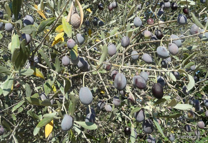 Olea europaea L. subsp. europaea