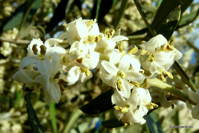 Olea europaea L. subsp. europaea