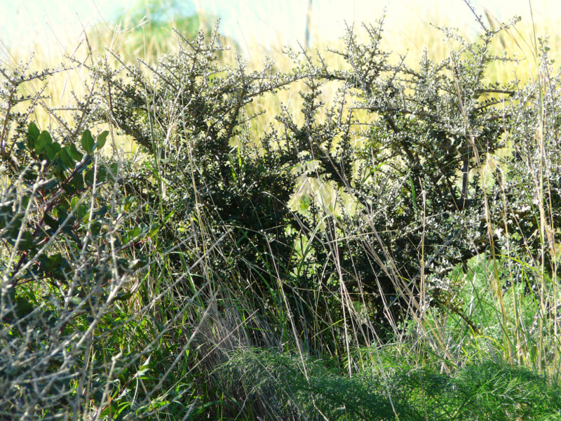 Olea europaea L. subsp. oleaster (HOFFMANS. & LINK) NEGODI