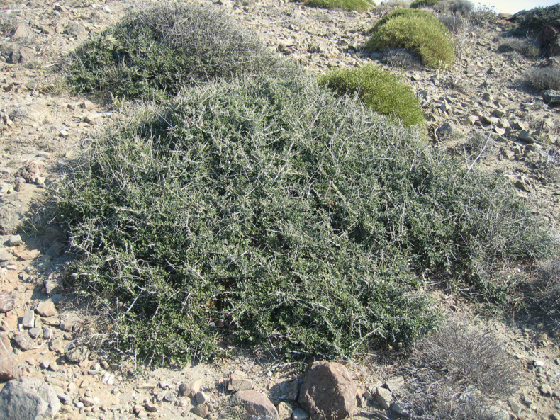 Olea europaea L. subsp. oleaster (HOFFMANS. & LINK) NEGODI