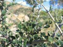 Olea europaea L. subsp. oleaster (HOFFMANS. & LINK) NEGODI