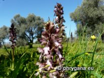 Himantoglossum robertianum (LOISEL.) P. DELFORGE