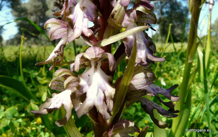 Himantoglossum robertianum (LOISEL.) P. DELFORGE