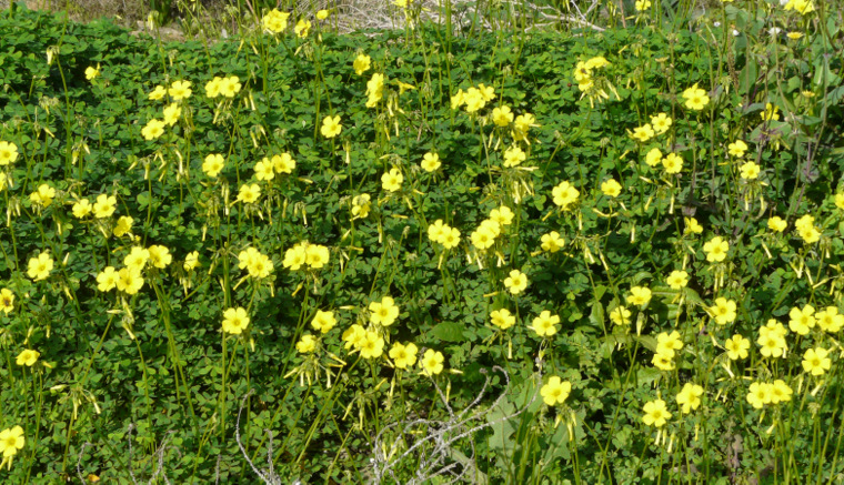 Oxalis pes-caprae L.