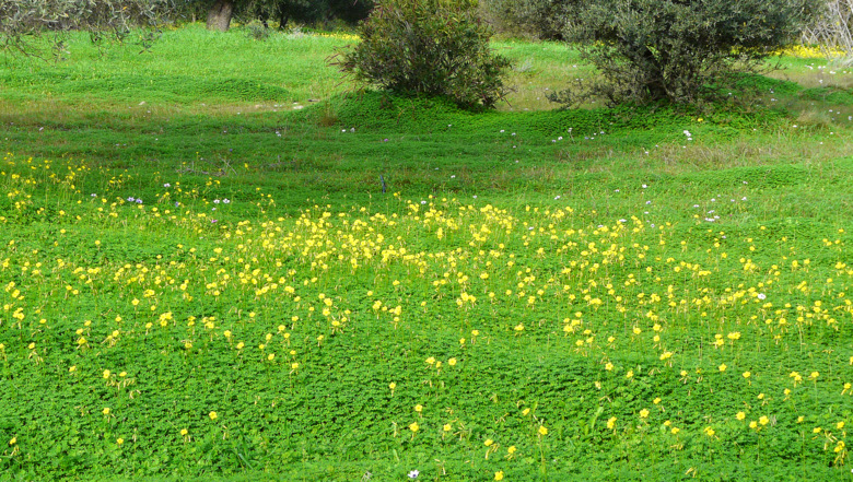 Oxalis pes-caprae L.