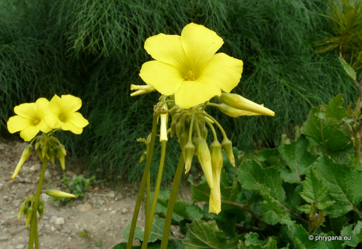 Oxalis pes-caprae L.