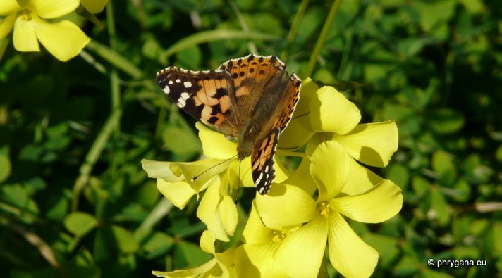 Oxalis pes-caprae L. 