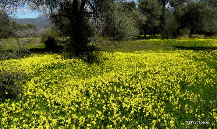 Oxalis pes-caprae L.