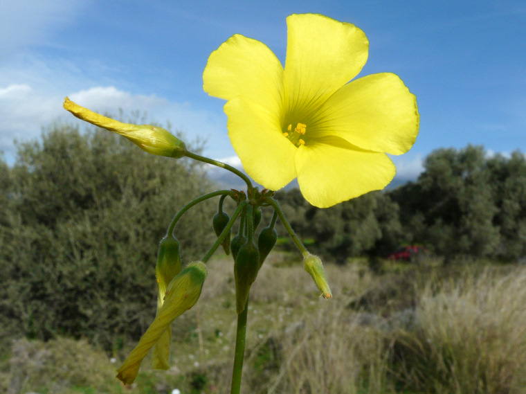 Oxalis pes-caprae L.