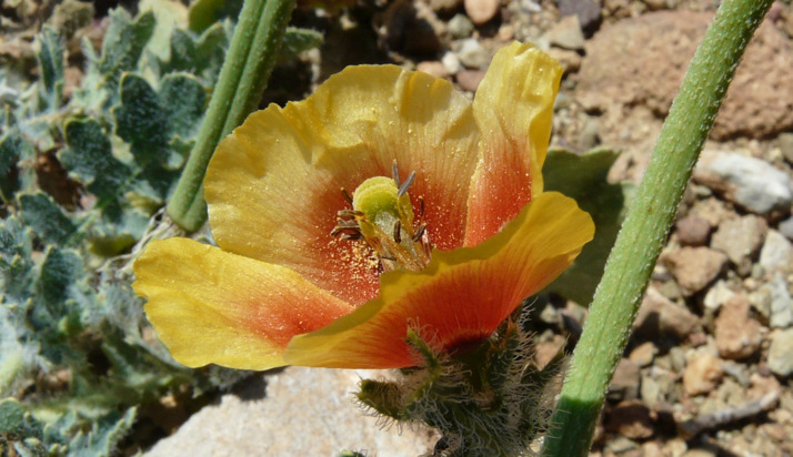 glaucium corniculatum