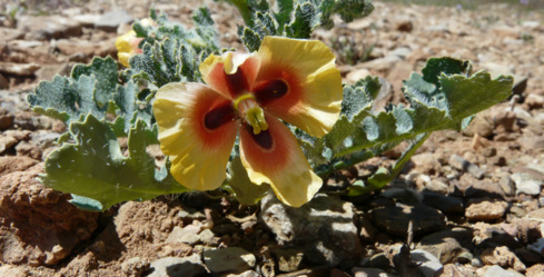 Glaucium corniculatum (L.) RUDOLPH subsp. corniculatum