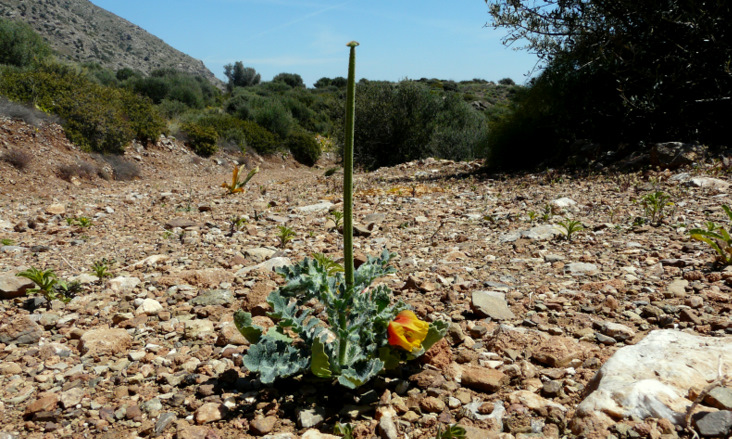 Glaucium corniculatum (L.) RUDOLPH subsp. corniculatum