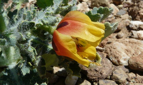 Glaucium corniculatum (L.) RUDOLPH subsp. corniculatum