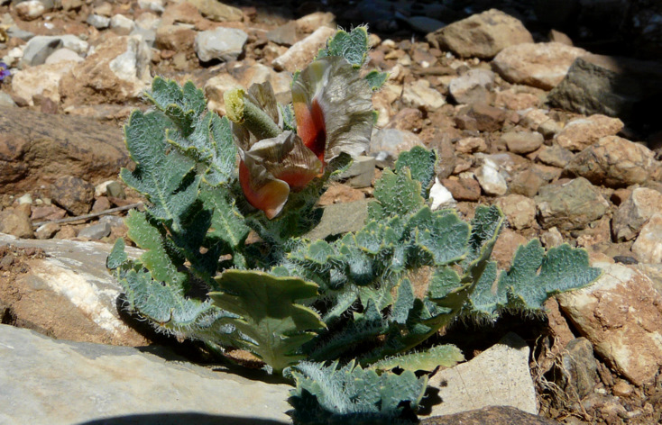 Glaucium corniculatum (L.) RUDOLPH subsp. corniculatum