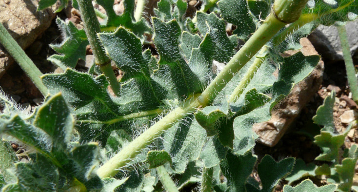 Glaucium corniculatum (L.) RUDOLPH subsp. corniculatum